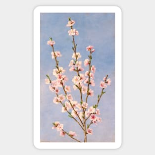 Peach blossom - Prunus persica - botanical illustration Sticker